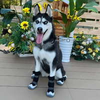 Dog wearing FrostGuard Insulated Snow Boots