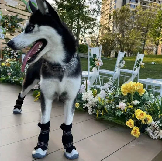 Husky dog wearing protective boots standing on a patio with flowers and chairs in the background.