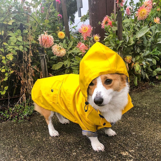 Paddington Retro Raincoat