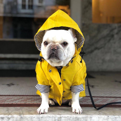 French Bulldog wearing the yellow Paddington Retro Raincoat with striped hood lining, front view