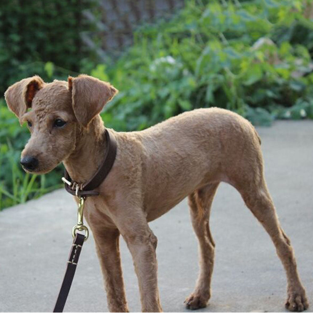 Genuine Leather Dog Collar