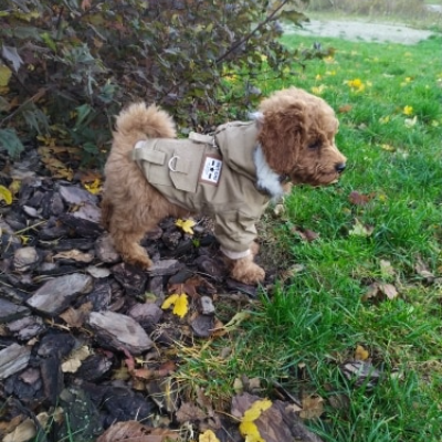 Adventure Pup Parka