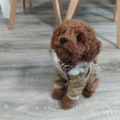 Small brown dog wearing a khaki jacket sitting on a wooden floor.