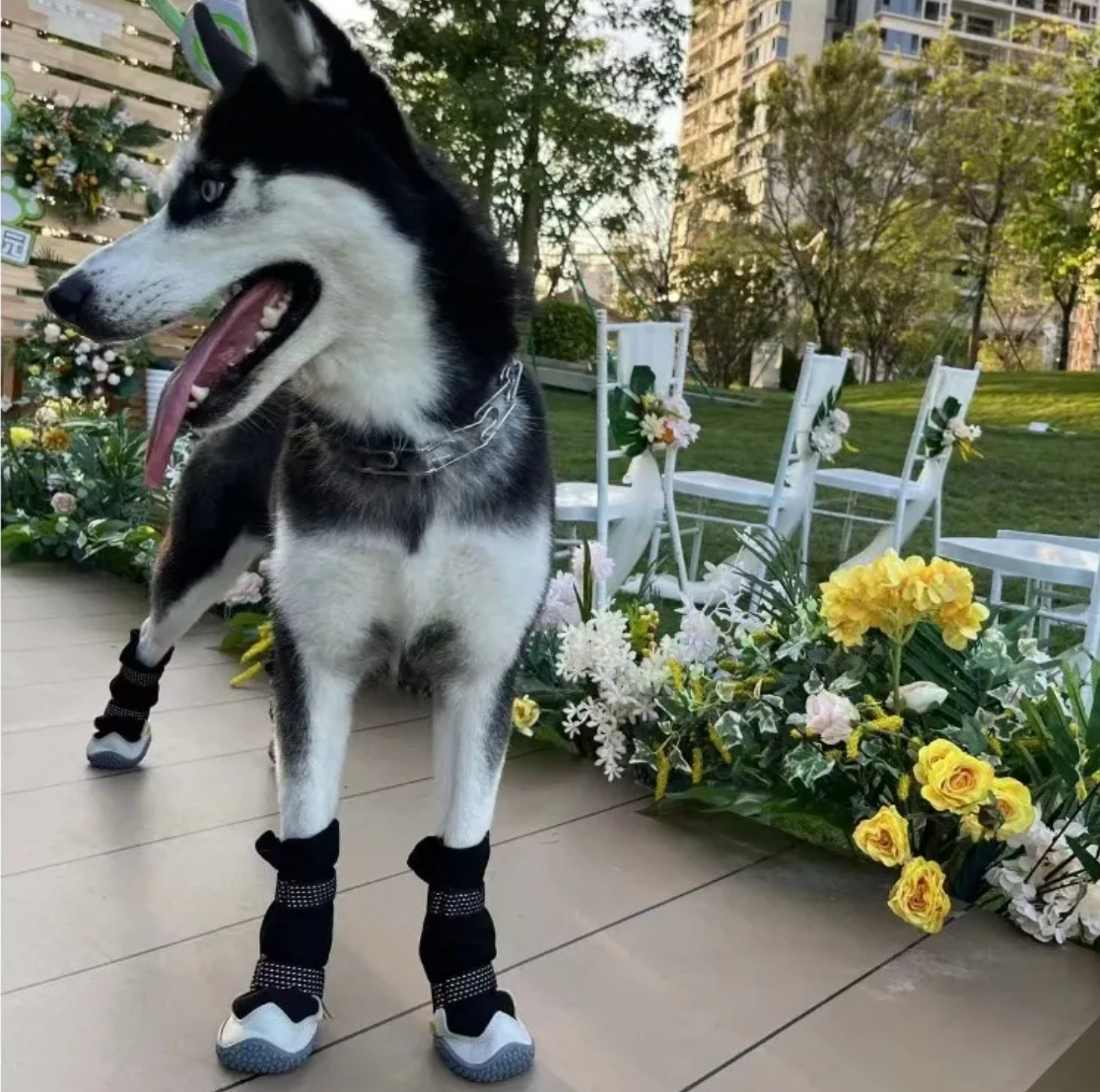 Husky dog wearing protective boots standing on a patio with flowers and chairs in the background.