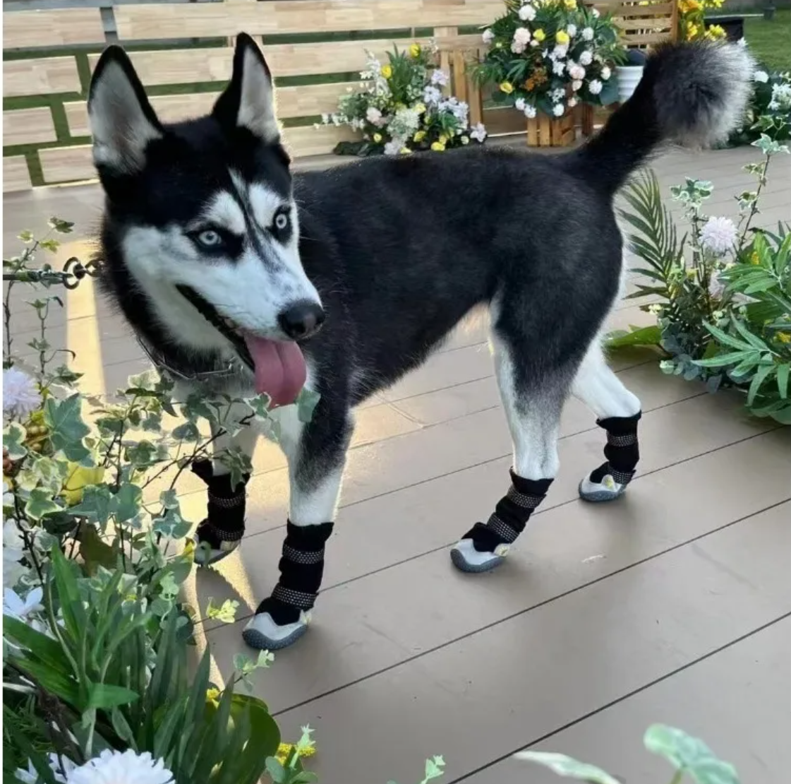 Husky dog wearing protective boots on a wooden deck with plants in the background