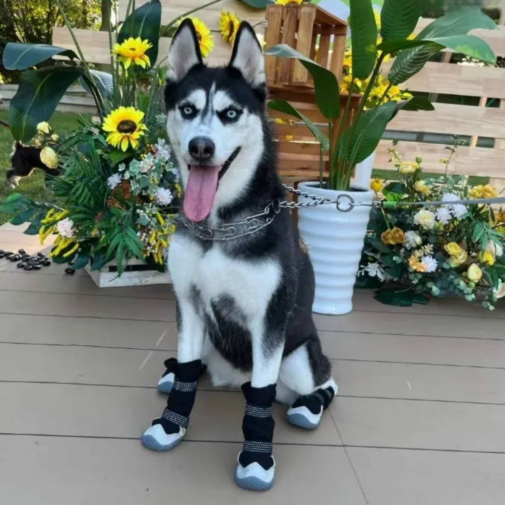 Husky dog wearing black protective boots on a wooden deck with flowers and plants in the background.
