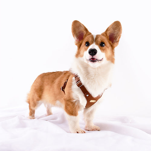 Corgi standing and wearing The Bark Boutique brown faux leather harness with gold hardware, front view