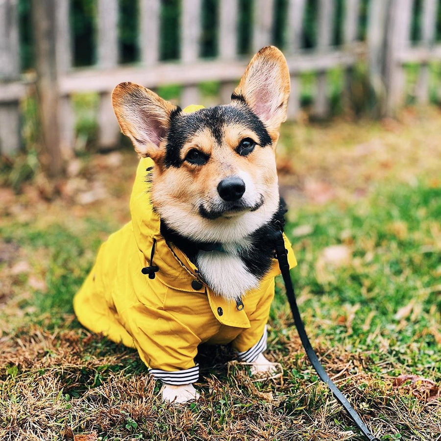 Corgi wearing the yellow Paddington Retro Raincoat with striped cuffs, sitting on grass