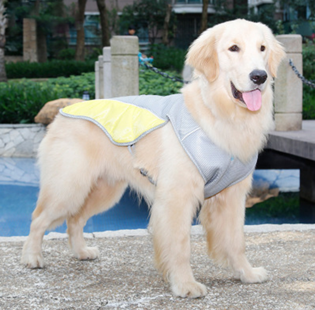 Dog wearing a gray and yellow vest outdoors